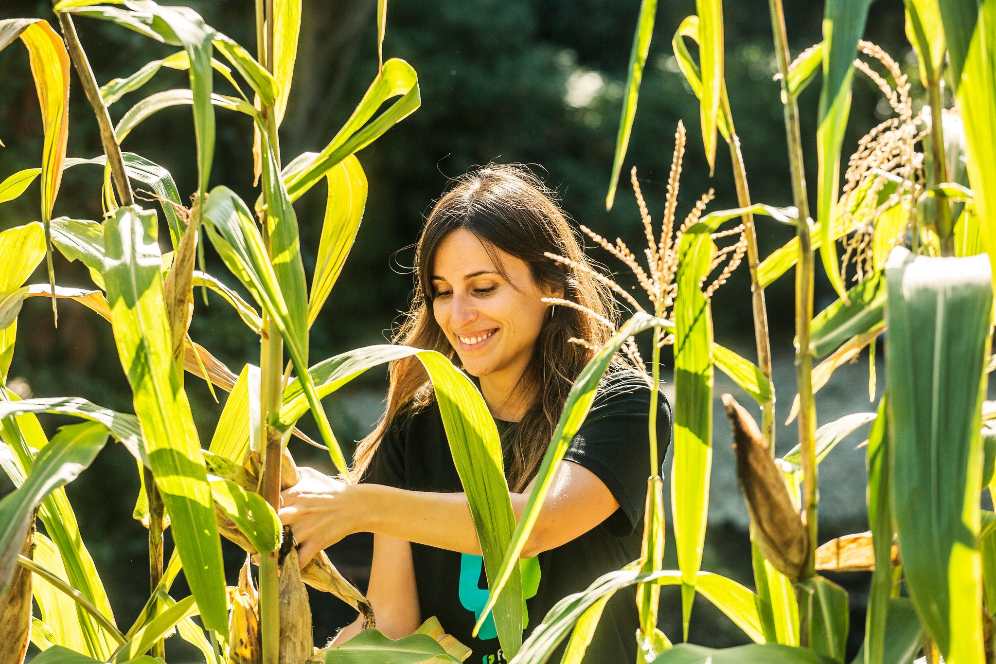 Mujer sonriendo entre plantas de maíz en un entorno natural, mientras recoge una mazorca bajo la luz del sol.