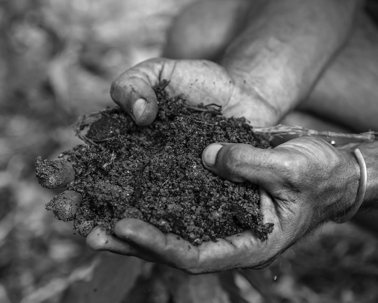 Close-up of hands holding soil or compost in a natural environment.