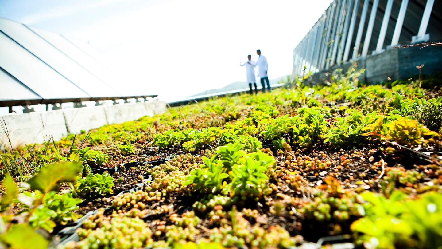 Primer plano de vegetación en un campo sostenible con dos técnicos de la empresa Ferrer de fondo.