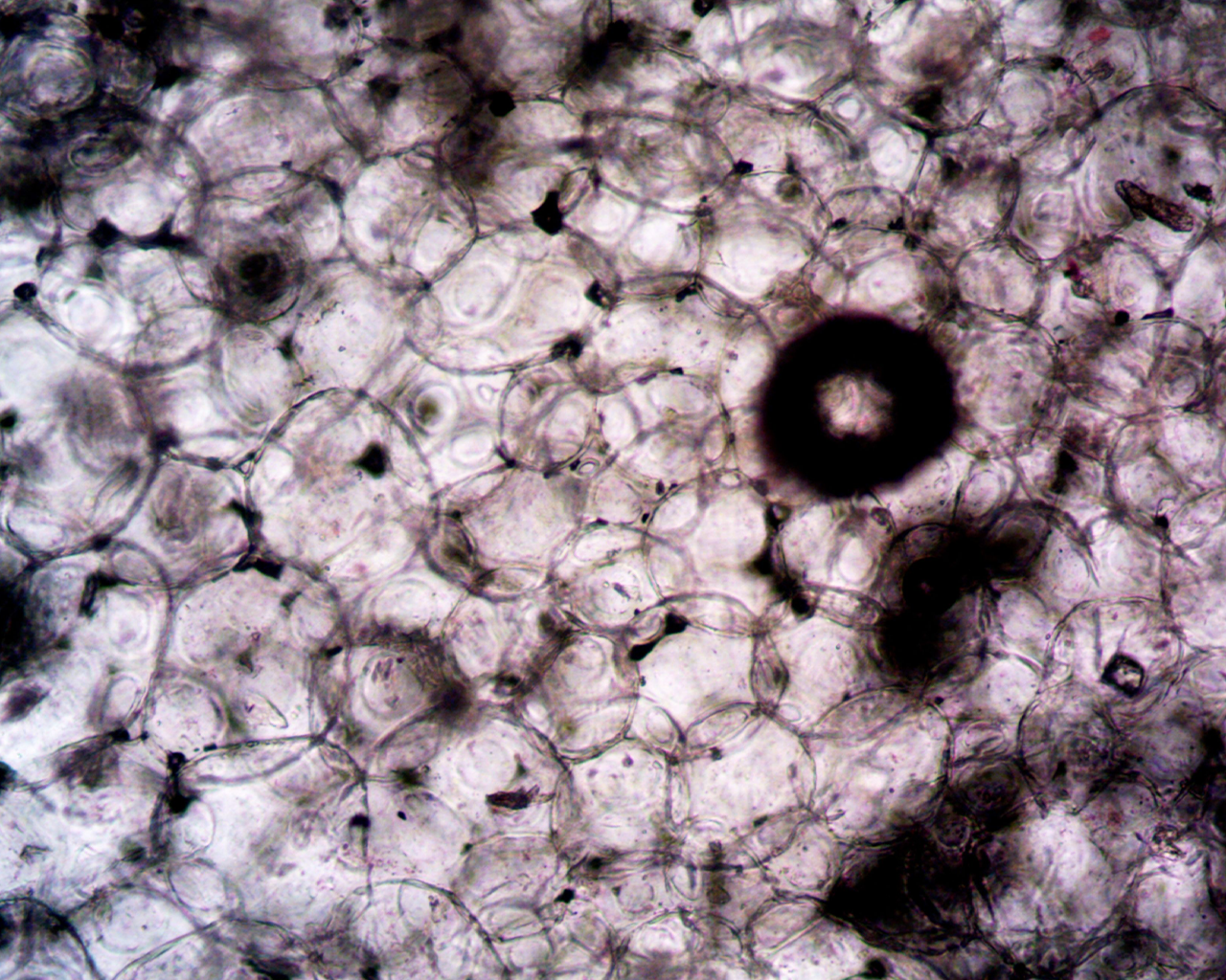 Muestra macroscópica de la estructura alveolar para el estudio y desarrollo de terapias contra la Hipertensión Pulmonar asociada a Enfermedad Pulmonar Intersticial en Ferrer.
