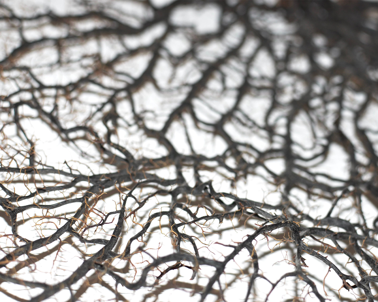 Muestra de tejido neuronal analizada para la investigación farmacológica de la Parálisis Supranuclear Progresiva en el pipeline de Ferrer.