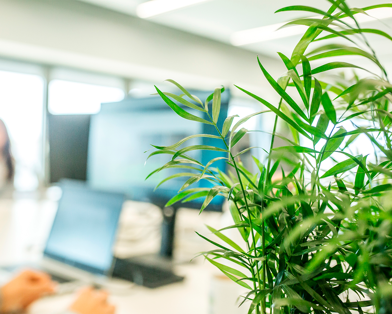 Foreground green office plant with a blurred office background featuring computer screens and a working person.