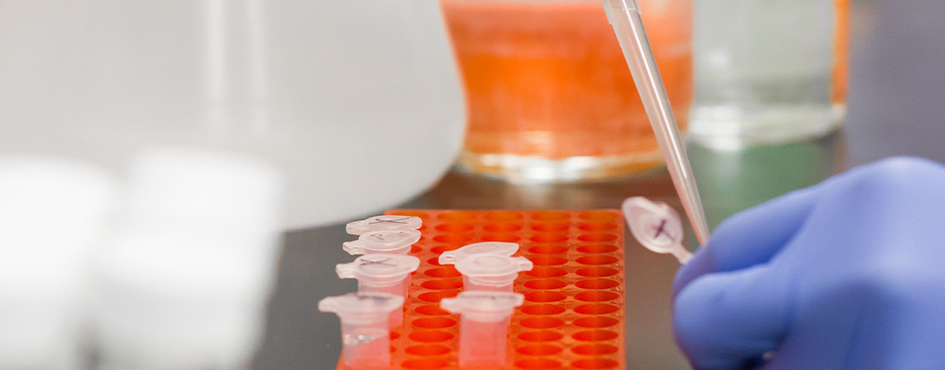 A scientist wearing blue gloves uses a micropipette to transfer liquid into small test tubes in a lab.